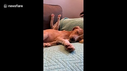 Kitten stretches VERY dramatically while napping next to puppy buddy