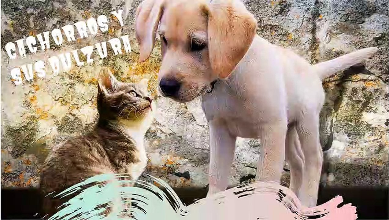 video gato y perro #2#