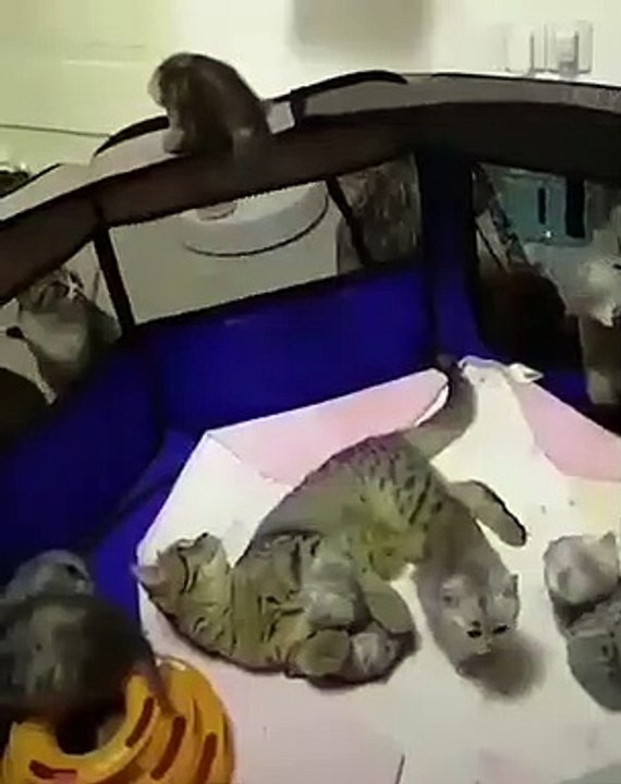 Instinct maternel ! N'écoutant que son courage et son amour, une maman chat sauve son petit d'une chute certaine