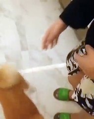 Ce chien est fou de joie quand on le caresse