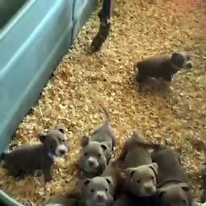 Vous allez vouloir faire un gros câlin à cette portée de chiens ! Résister à l’irrésistible bouille de ces toutous ? C’est impossible