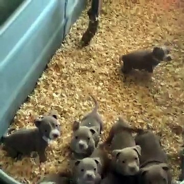 Vous allez vouloir faire un gros câlin à cette portée de chiens ! Résister à l’irrésistible bouille de ces toutous ? C’est impossible
