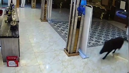 Customers flee after wild boar chrages into Chinese karaoke bar