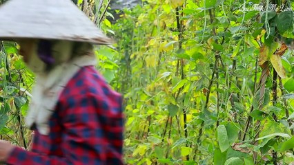 Childhood boiled peanuts