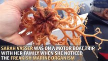 The World's Weirdest Mystery Sea Creatures