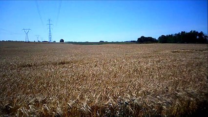 MCH 197 WHEAT FIELDS OF ALBERTA CANADA.