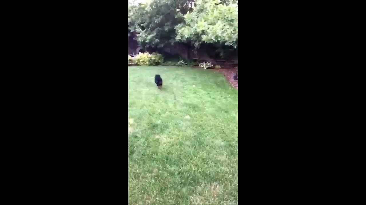 Playing Catch With Dog Fail
