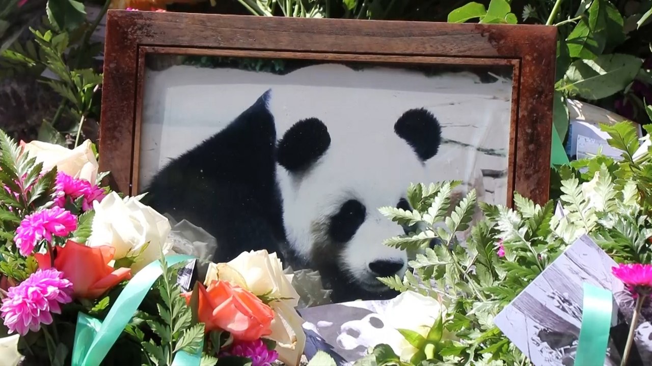 Sudden death of panda in Thai zoo sparks outrage in China