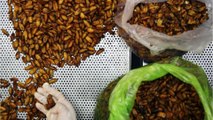 Would You Eat Protein Bars Made From Insects? Investors Have Bet $4 Million on It.