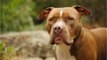 These Companies Save Taxpayer Money by Training Rescued Pit Bulls for Police Work