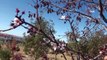 Yozgat’ta mevsimini şaşıran erik ağacı çiçek açtı