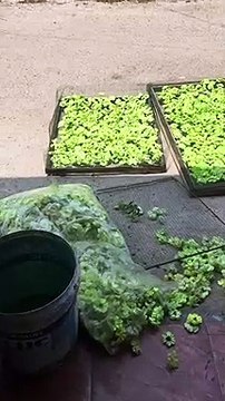 cara mewarnai bunga suyok bunga papan Florish AFLO part 3