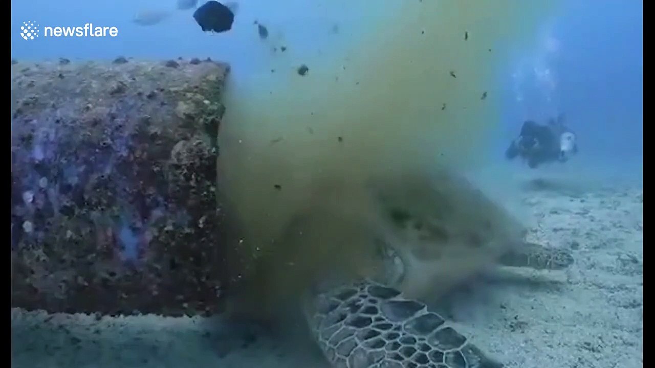 Cette tortue se nourrit de la pollution d'un conduit d'égouts sous l'eau