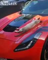 Sieste d'un chat sur une voiture de luxe !