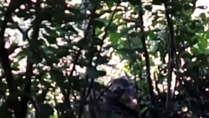 Ayı kurtarma operasyonu - GİRESUN