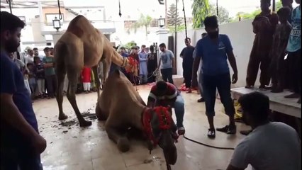 Qurbani Of Camel Part 1 | 2019 | Eid - e - Qurban