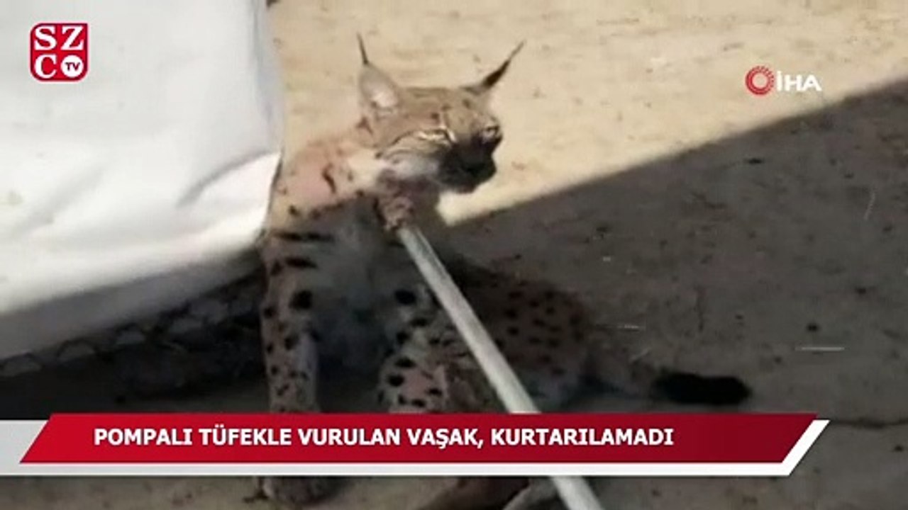 Pompalı tüfekle vurulan vaşak, kurtarılamadı