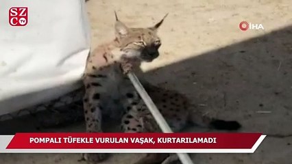 Pompalı tüfekle vurulan vaşak, kurtarılamadı
