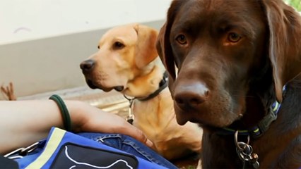 Te presentamos a  Brownie, el perro de asistencia de Adrián