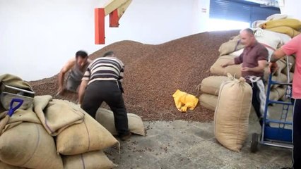 Türkiye en fazla fındığı Almanya'ya sattı