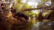 Anacondas, otters and piranha: Diver records close encounters with Brazil's freshwater creatures