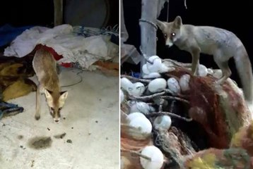 Balıkçı ile tilkinin dostluğu görenleri şaşırttı