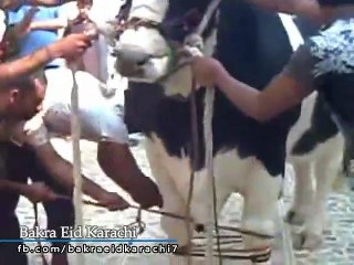 Most Beautiful Cow Qurbani 2019 | Most Beautiful Bull Qurbani 2019