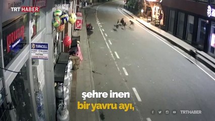 Yavru ayı ve sokak köpekleri Çamlıhemşin sokaklarında koşturdu