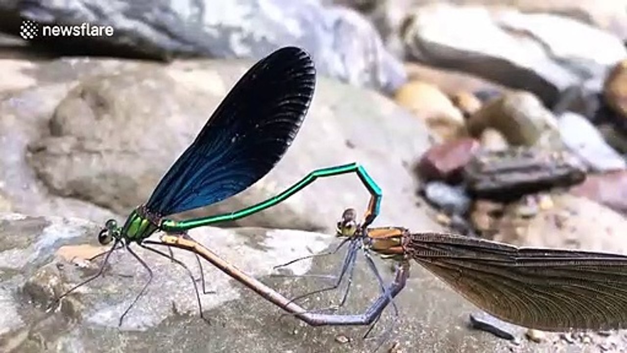 Dragonflies spotted mating in China's Chongqing