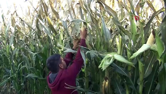 Silajlık mısırı soğuk hava vurdu...Hasat yapılan tarlalar havadan görüntülendi