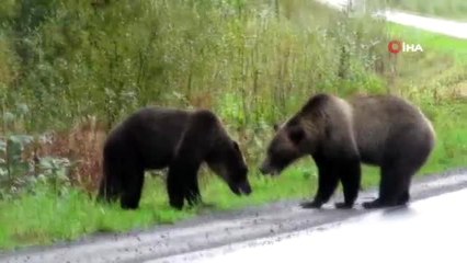 Kanada'da iki ayı birbirine girdi