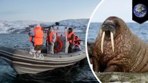 Walrus sinks Russian Navy inflatable boat in Arctic