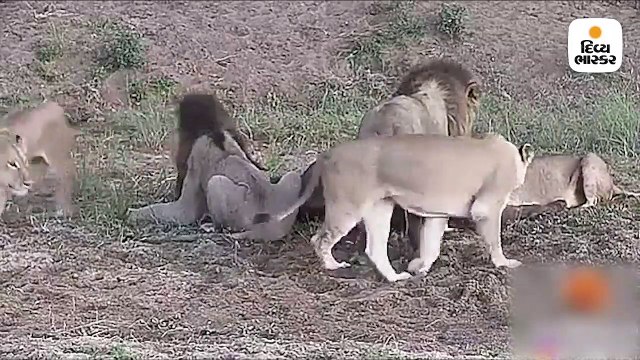 શિકાર કરીને બાળકો સાથે રમવામાં બિઝી થયા સિંહ, મોકો જોઇને રફૂચક્કર થઈ ગઈ ભેંસ