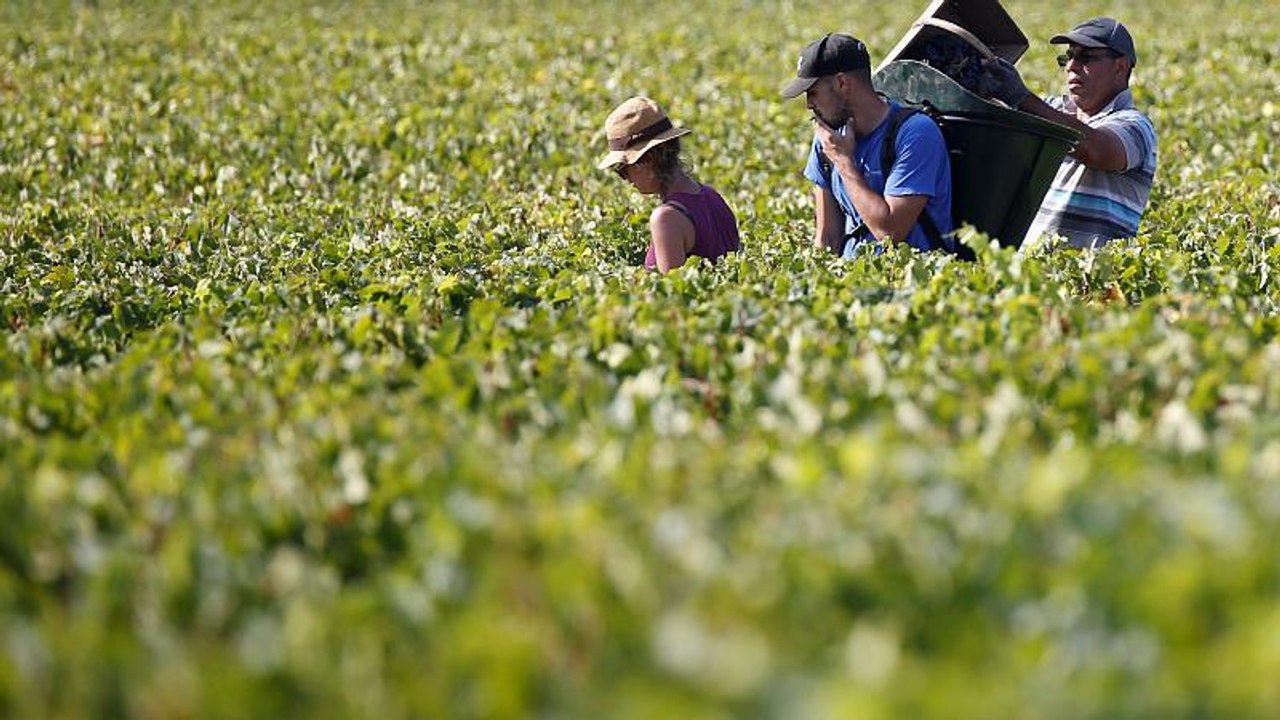 Frankreich: Erfolgreiche Polizei-Razzia gegen Menschenhandel zur Weinernte