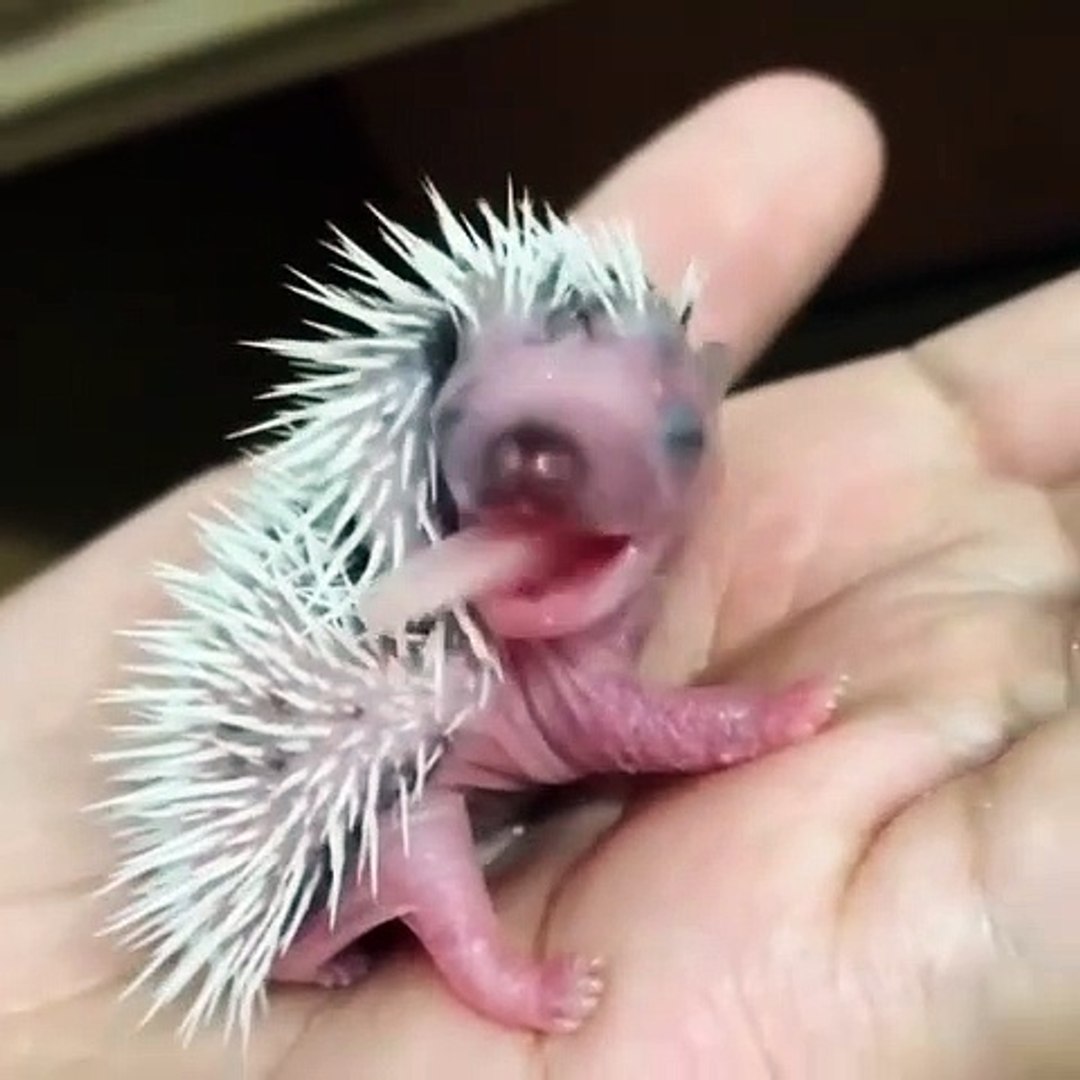 Admirez Ce Bebe Herisson Qui Tire La Langue So Cute Video Dailymotion
