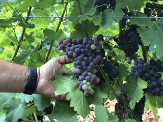 Vendanges 2019 : du goût et peu de quantité