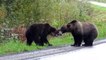 Two grizzly bears fighting in the middle of the road in  Canada  goes viral