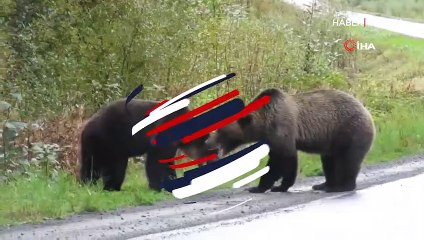 İki boz ayı yol ortasında birbirine girdi