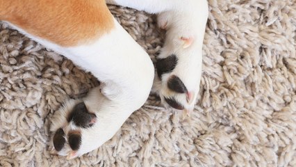Cómo proteger las almohadillas de tu perro de forma sencilla