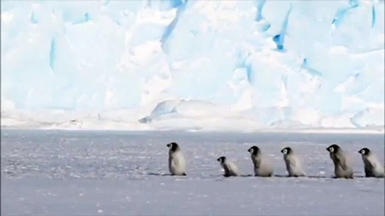 Cette famille de pingouin va faire votre journée ! Trop chou 