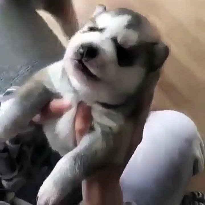 la belle vidéo du jour ! Ce chiot fait le loup et le résultat est juste hilarant 