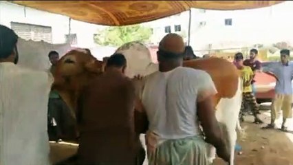 Qurbani Of Bull Part 1 | 2019 | Eid - e - Qurban