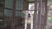 El cierre de granjas de carne de perro en Corea del Sur