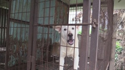 El cierre de granjas de carne de perro en Corea del Sur