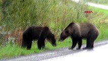 Kanada'da ayıların yol ortasında kavgası böyle görüntülendi