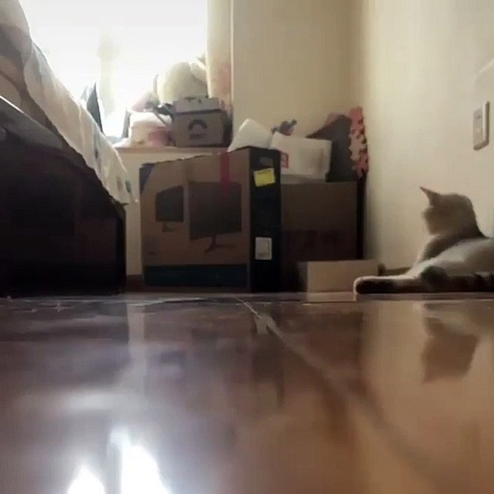 Ce matou ne peut arrêter de courir ; sa vivacit...