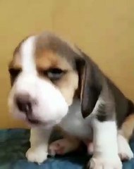 Beautiful ! Ce chiot apprend à aboyer pour la première fois !