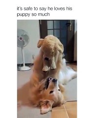 Joyeux moments d'amusement. Ce chien joue avec son doudou, et c'est adorable 