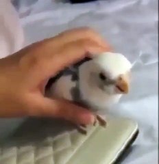 Admirez ce que fait ce perroquet à chaque fois que son maître pose la main sur lui