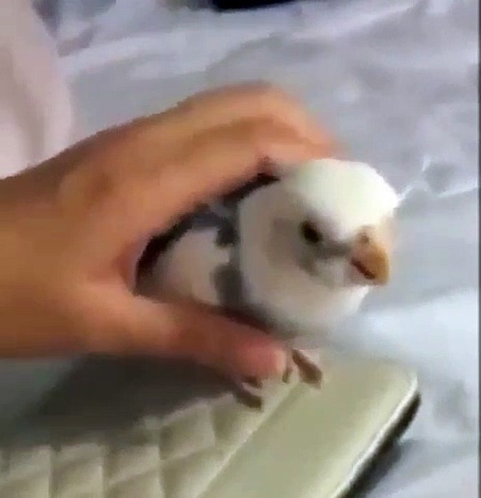 Admirez ce que fait ce perroquet à chaque fois que son maître pose la main sur lui